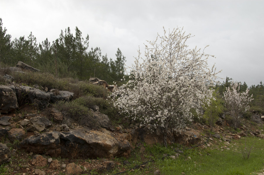 פריחת השקדיות בואכה יובלים. 26.2.11 
צילום: חני קריסטל